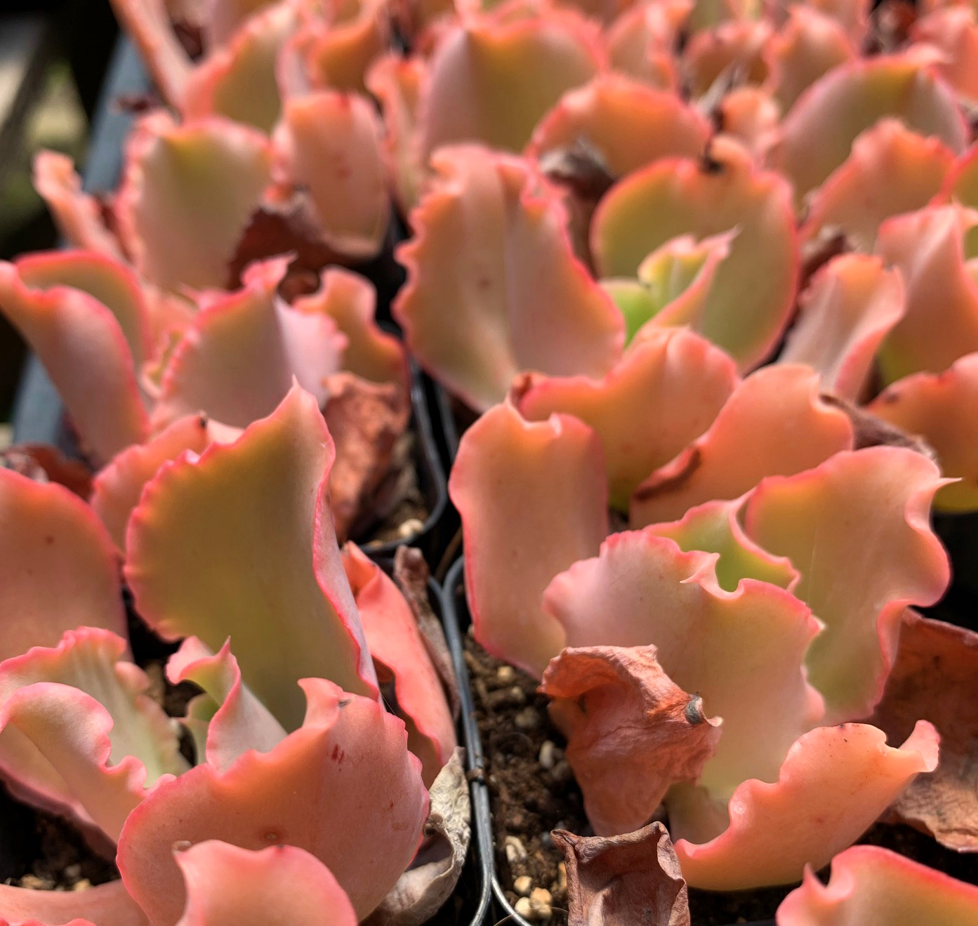Blog – Cascade Cactus and Succulent Society