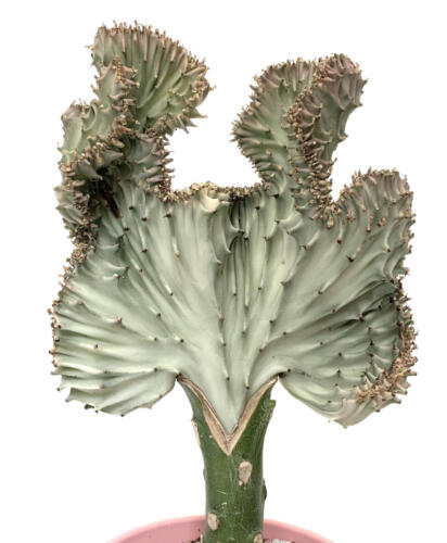 Euphorbia lactea/graft