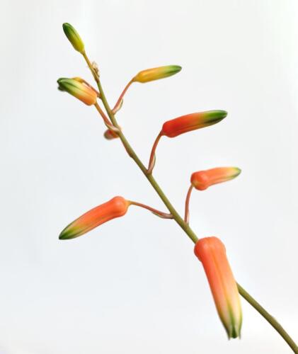 Aloe guido bloom.